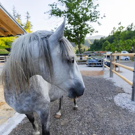 Barbana Lipizzans Camper Park - Pitches For Campers And Tents *
