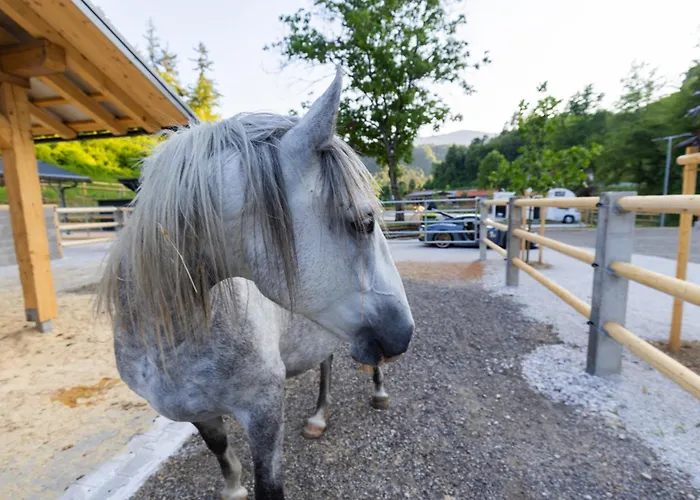Barbana Lipizzans Camper Park - Pitches For Campers And Tents *